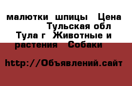 малютки  шпицы › Цена ­ 18 000 - Тульская обл., Тула г. Животные и растения » Собаки   